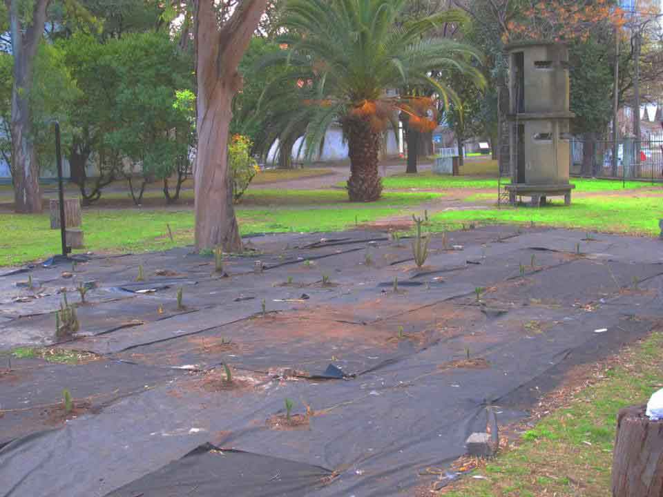 Huella, un laberinto de cactus, 2011-2015 Proyecto de Gabriela Vicente Irrazabal, Guido Leveratto y Natalia Jimena Pendás Sitio específico permanente, monumento vivo 400 m2 