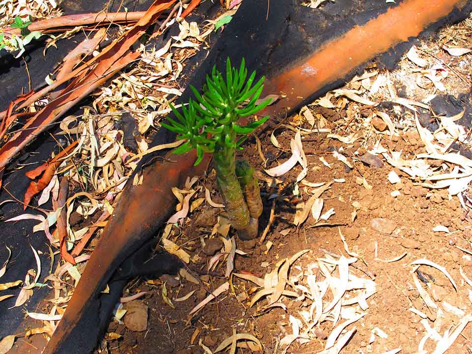 Huella, un laberinto de cactus, 2011-2015 Proyecto de Gabriela Vicente Irrazabal, Guido Leveratto y Natalia Jimena Pendás Sitio específico permanente, monumento vivo 400 m2 