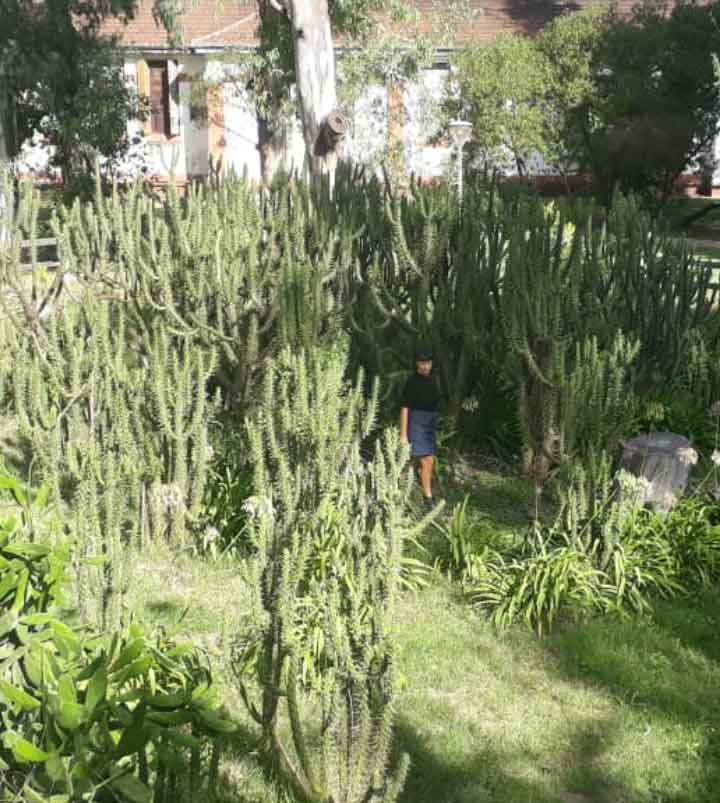 Huella, un laberinto de cactus, 2011-2015 Proyecto de Gabriela Vicente Irrazabal, Guido Leveratto y Natalia Jimena Pendás Sitio específico permanente, monumento vivo 400 m2 