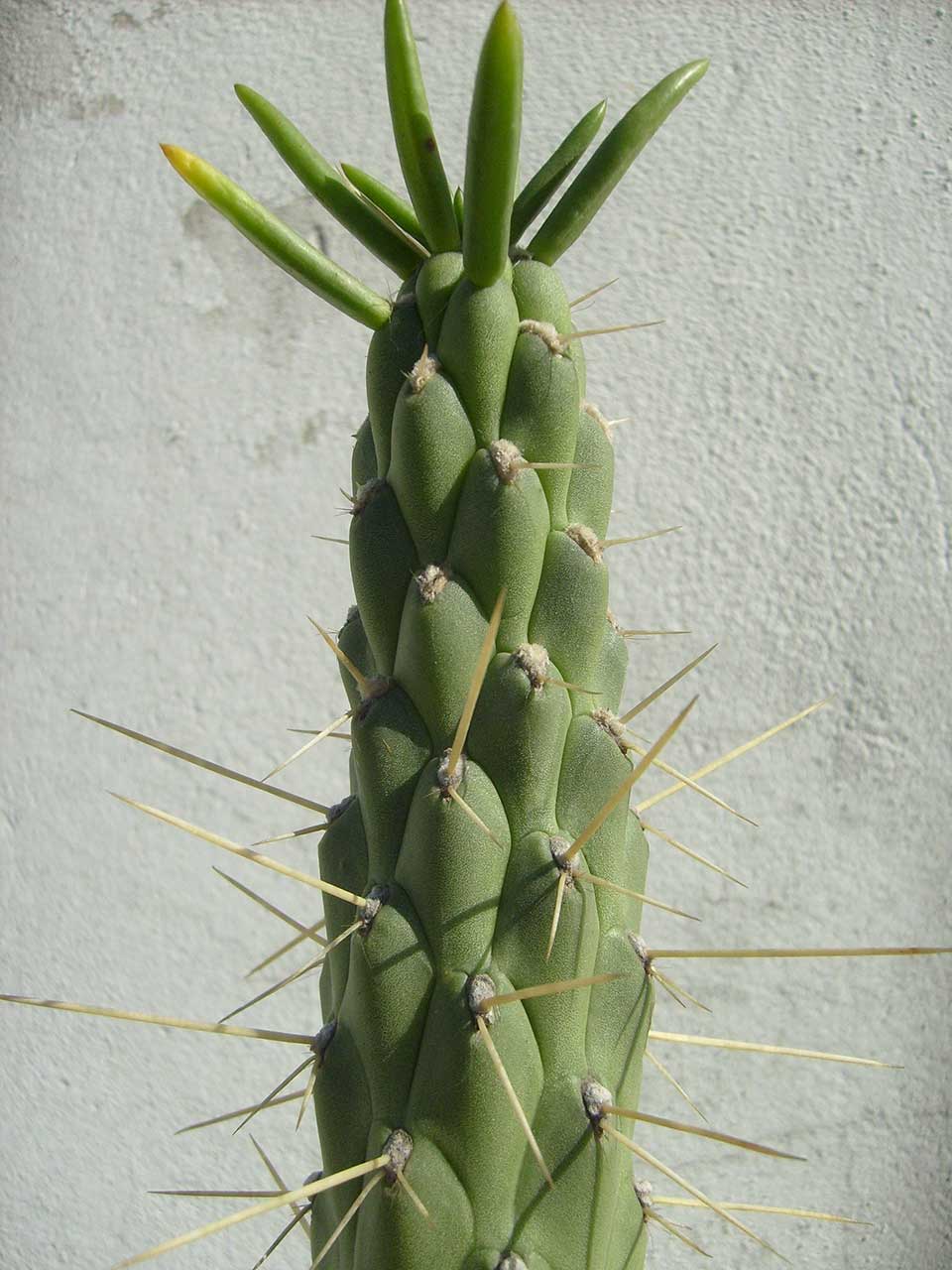 Gabriela Vicente Irrazabal, Guido Leveratto y Natalia Jimena Pendás
Proyecto: Huella, un laberinto de cactus, 2011-2015
Sitio específico permanente, monumento vivo
400 m2
