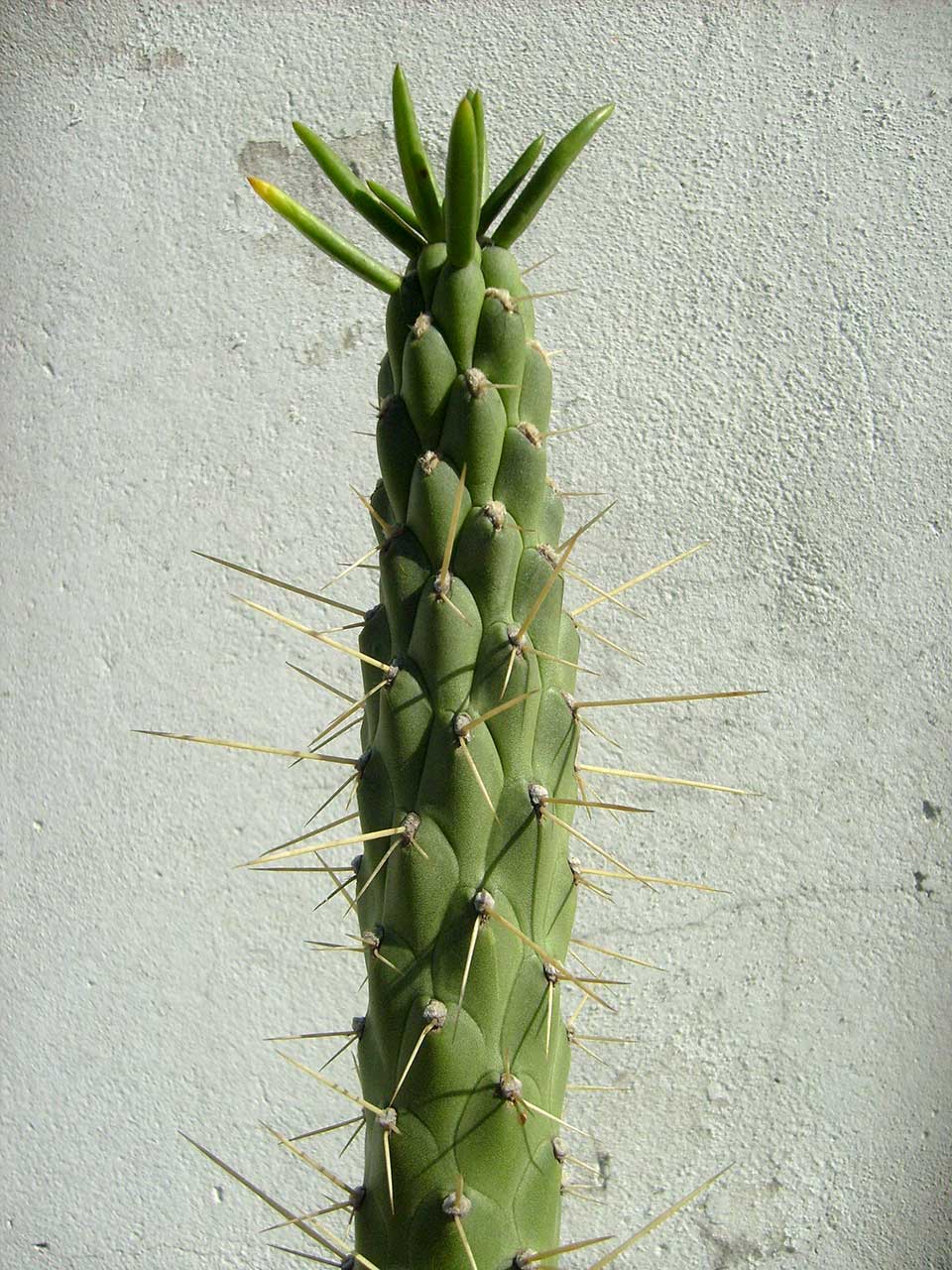 Gabriela Vicente Irrazabal, Guido Leveratto y Natalia Jimena Pendás
Proyecto: Huella, un laberinto de cactus, 2011-2015
Sitio específico permanente, monumento vivo
400 m2
